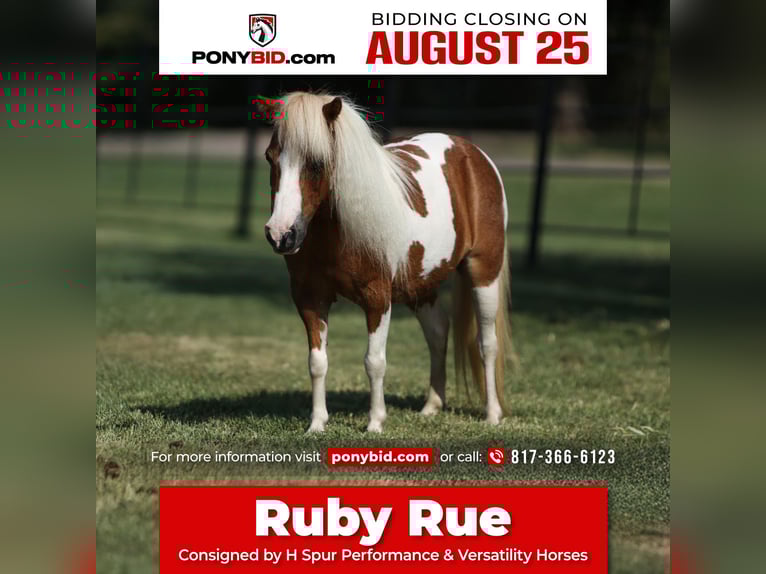 More ponies/small horses Mare 12 years 8 hh Pinto in Weatherford