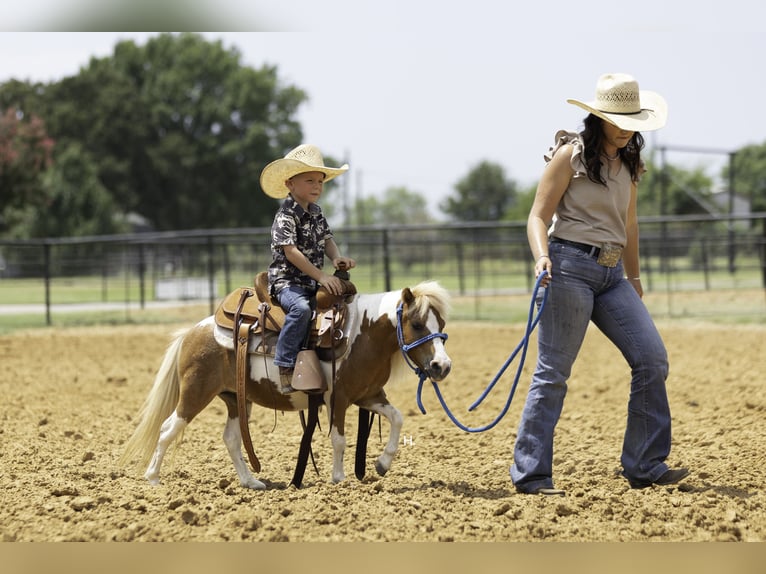 More ponies/small horses Mare 12 years 8 hh Pinto in Weatherford