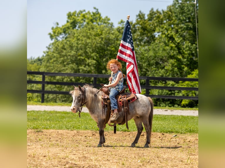 More ponies/small horses Mare 12 years 8,2 hh in Ewing, KY