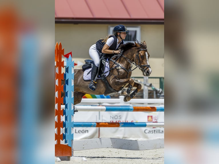 More ponies/small horses Mare 12 years Bay-Dark in Oviedo