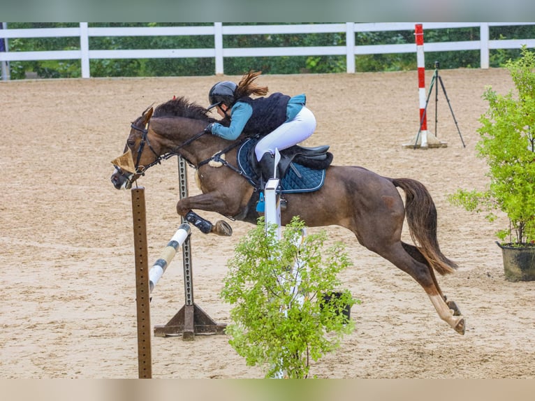 More ponies/small horses Mare 12 years Bay-Dark in Oviedo