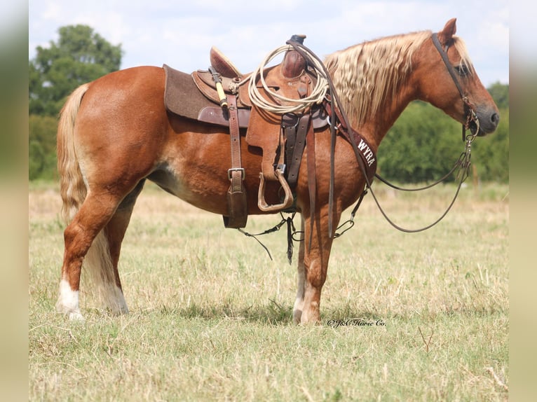 More ponies/small horses Mare 12 years Sorrel in Greenville