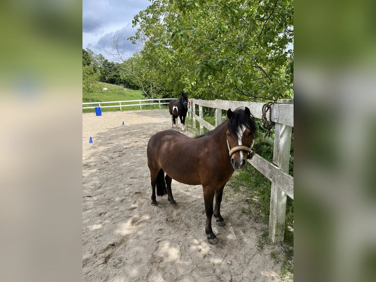 More ponies/small horses Mare 13 years 11 hh Brown-Light in Weidling