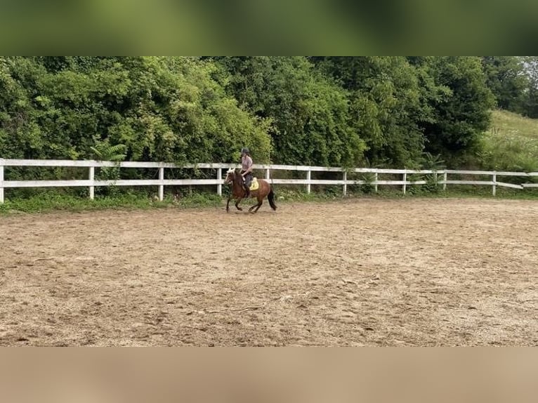 More ponies/small horses Mare 13 years 11 hh Brown-Light in Weidling