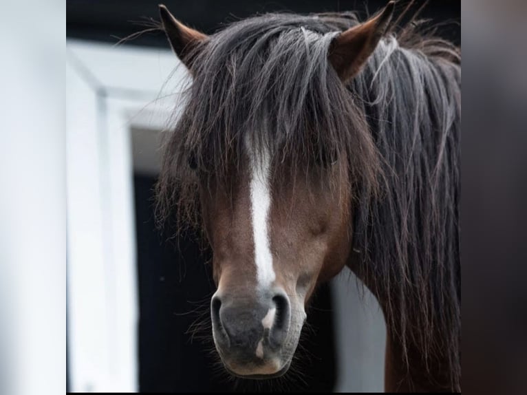 More ponies/small horses Mare 13 years 11 hh Brown-Light in Weidling
