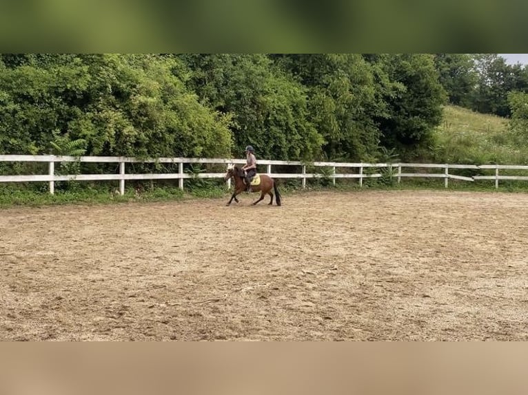 More ponies/small horses Mare 13 years 11 hh Brown-Light in Weidling