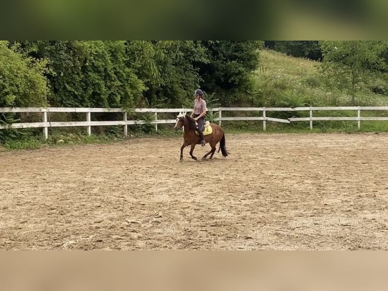 More ponies/small horses Mare 13 years 11 hh Brown-Light in Weidling
