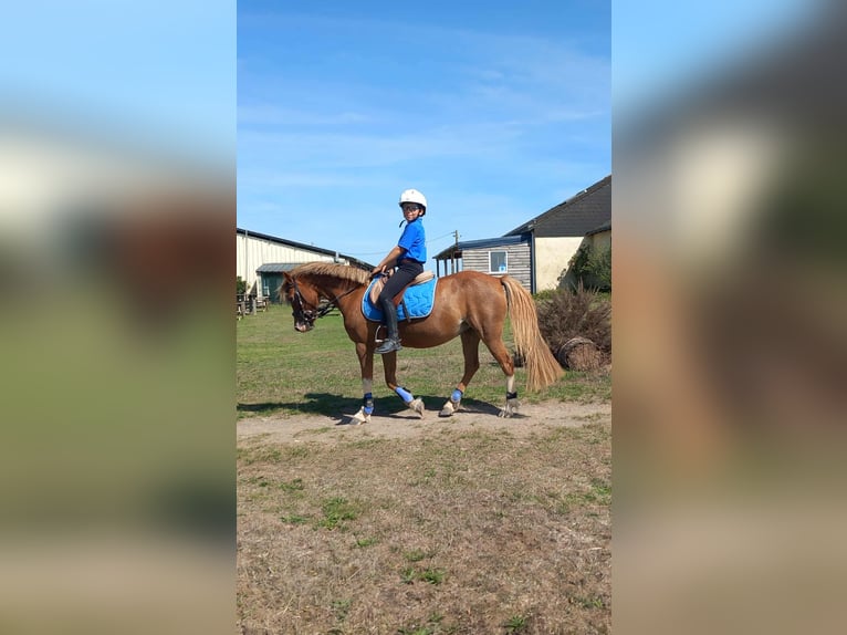 More ponies/small horses Mare 13 years 12.1 hh Chestnut-Red in Vair-sur-Loire