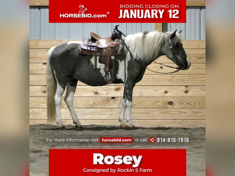 More ponies/small horses Mare 13 years 12.1 hh Pinto in Rebersburg