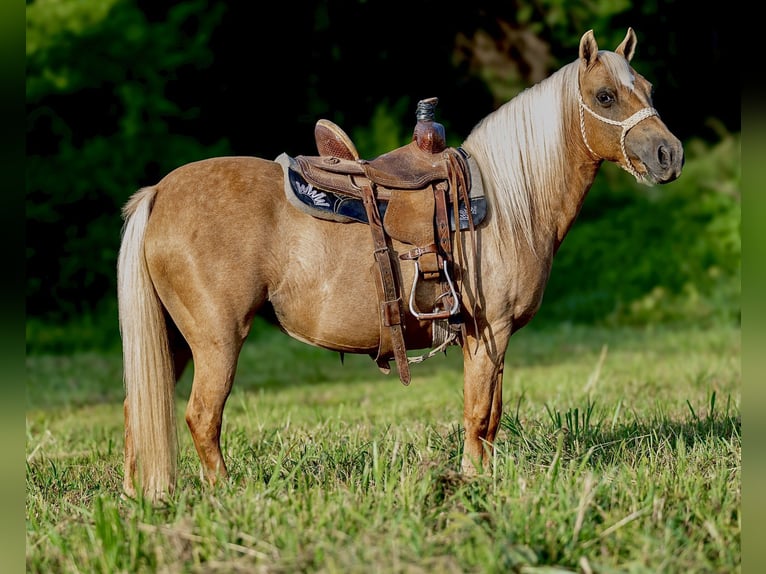 More ponies/small horses Mare 13 years 12 hh Palomino in Hector, AR