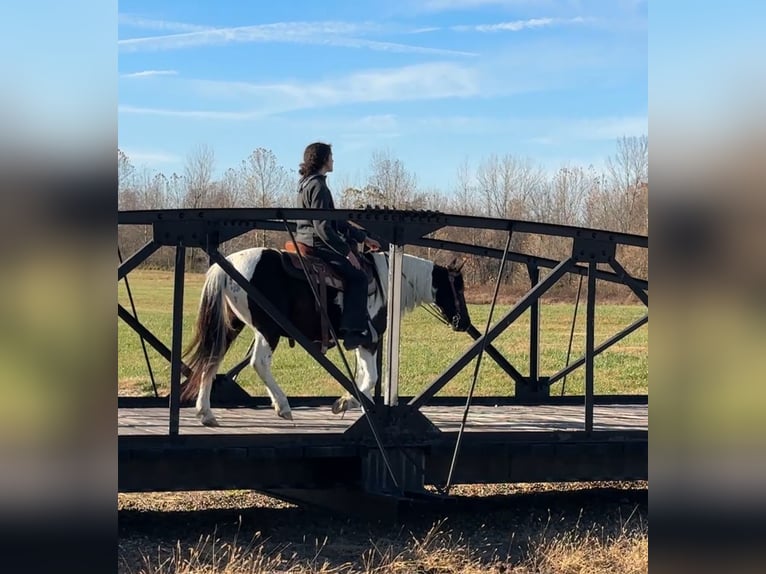 More ponies/small horses Mare 13 years 12,3 hh Pinto in Henderson