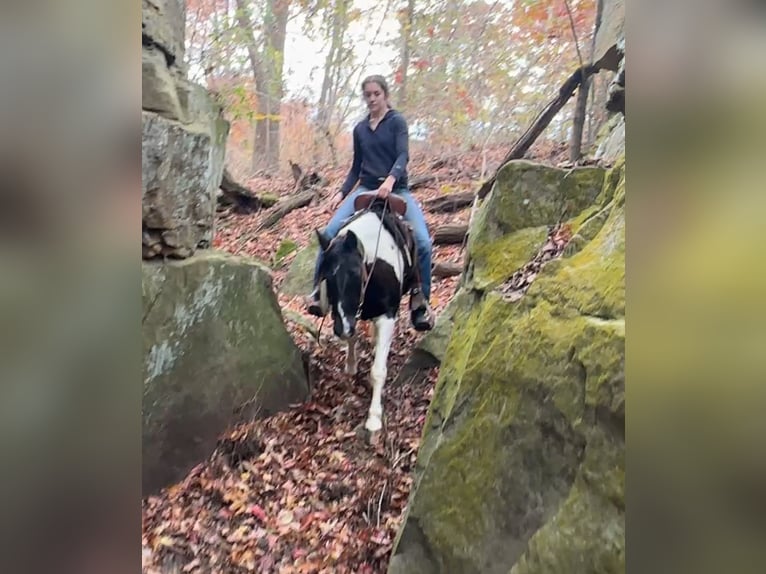 More ponies/small horses Mare 13 years 12,3 hh Pinto in Henderson