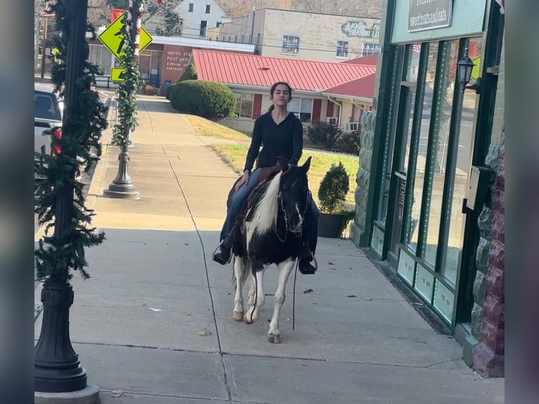 More ponies/small horses Mare 13 years 12,3 hh Pinto in Henderson