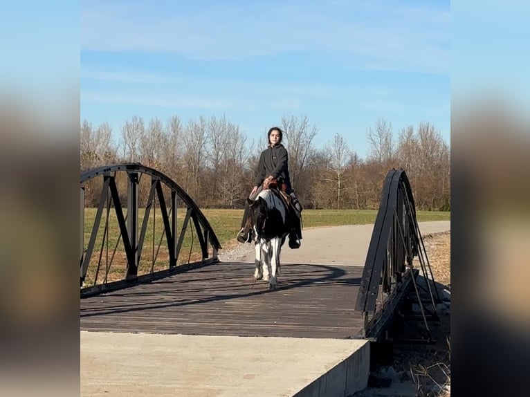 More ponies/small horses Mare 13 years 12,3 hh Pinto in Henderson