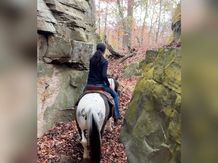 More ponies/small horses Mare 13 years 12,3 hh Pinto in Henderson