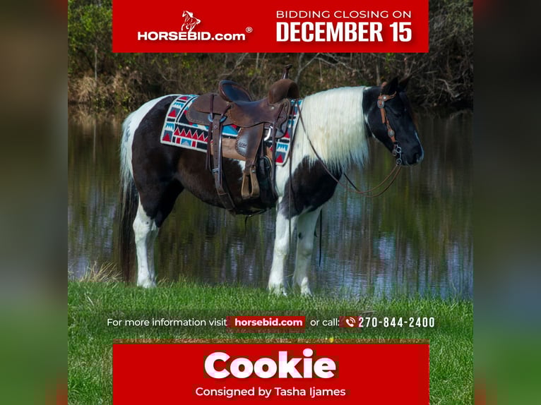 More ponies/small horses Mare 13 years 12,3 hh Pinto in Henderson