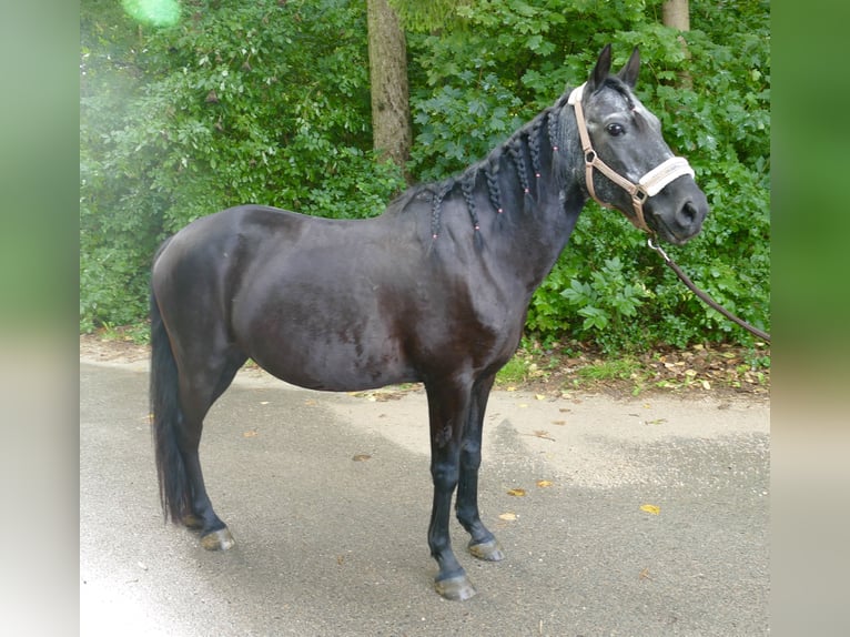 More ponies/small horses Mare 13 years 13.2 hh Black in Wemding