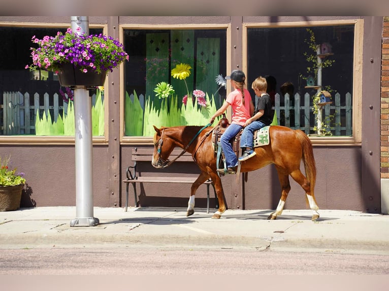 More ponies/small horses Mare 13 years 13 hh Sorrel in Corsica, SD