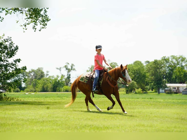 More ponies/small horses Mare 13 years 13 hh Sorrel in Corsica, SD
