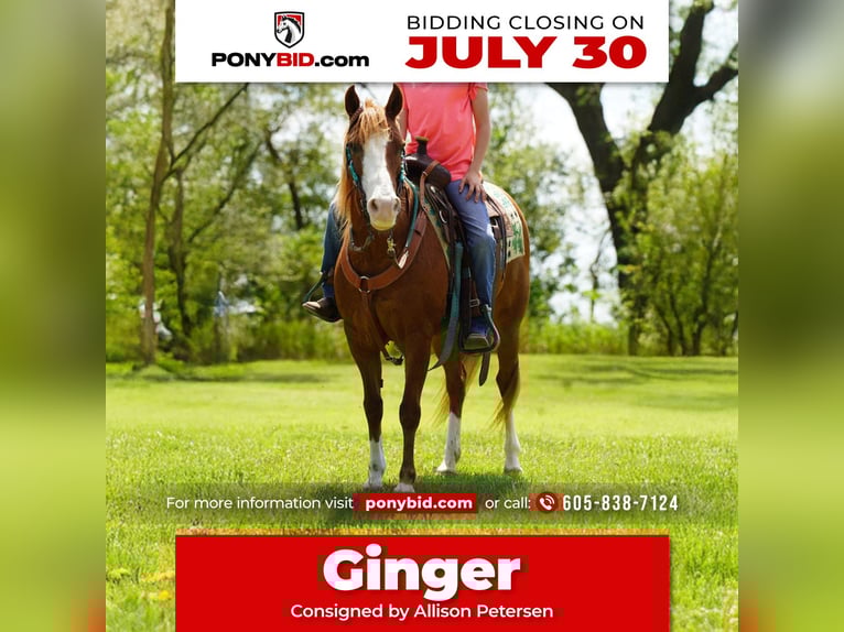 More ponies/small horses Mare 13 years 13 hh Sorrel in Corsica, SD