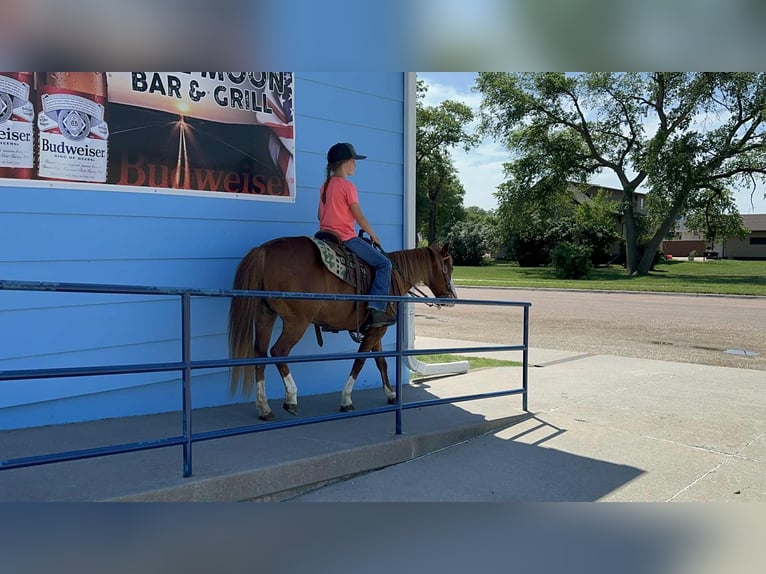 More ponies/small horses Mare 13 years 13 hh Sorrel in Corsica, SD