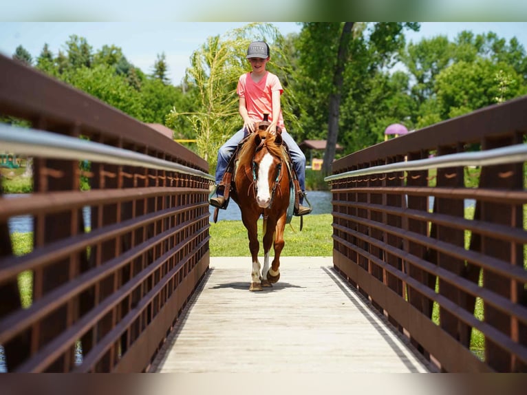 More ponies/small horses Mare 13 years 13 hh Sorrel in Corsica, SD
