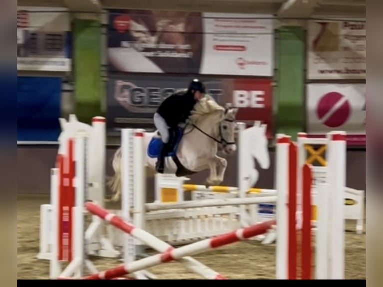 More ponies/small horses Mare 13 years 13,1 hh Gray in Wijchmaal