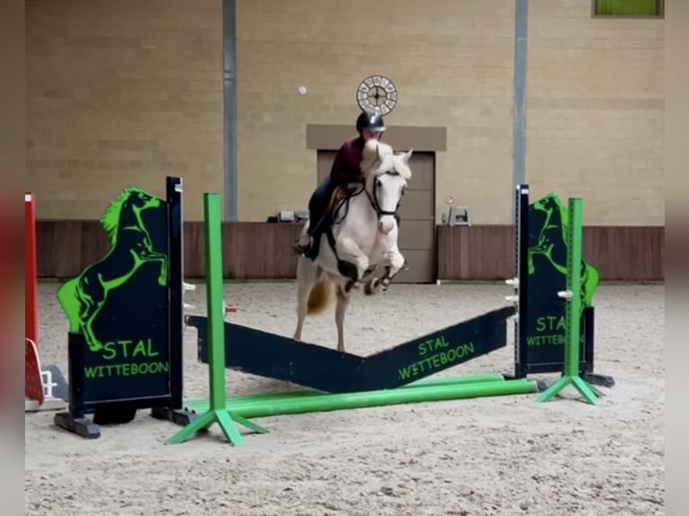 More ponies/small horses Mare 13 years 13,1 hh Gray in Wijchmaal