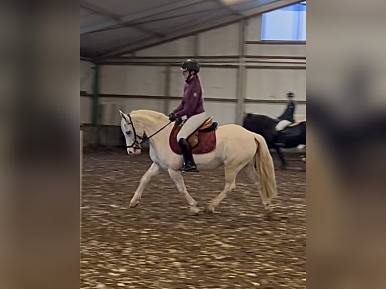 More ponies/small horses Mare 13 years 13,1 hh Gray in Wijchmaal