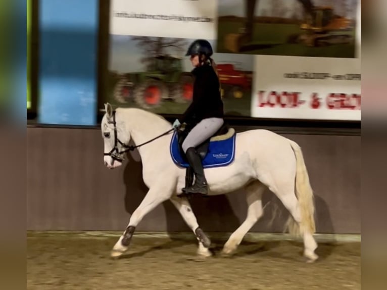 More ponies/small horses Mare 13 years 13,1 hh Gray in Wijchmaal