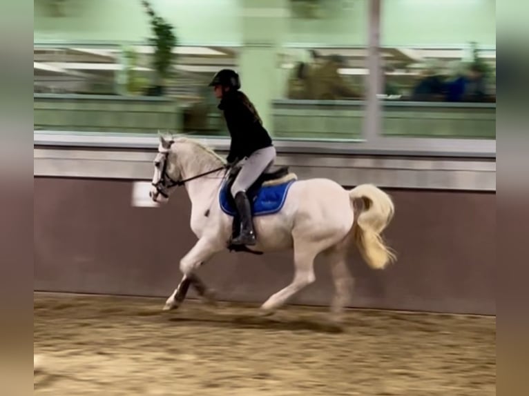 More ponies/small horses Mare 13 years 13,1 hh Gray in Wijchmaal