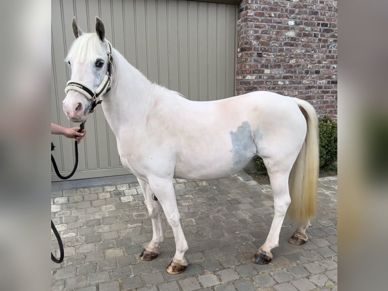 More ponies/small horses Mare 13 years 13,1 hh Gray in Wijchmaal