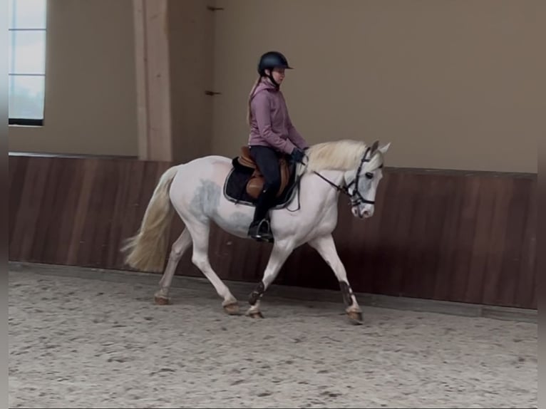 More ponies/small horses Mare 13 years 13,1 hh Gray in Wijchmaal