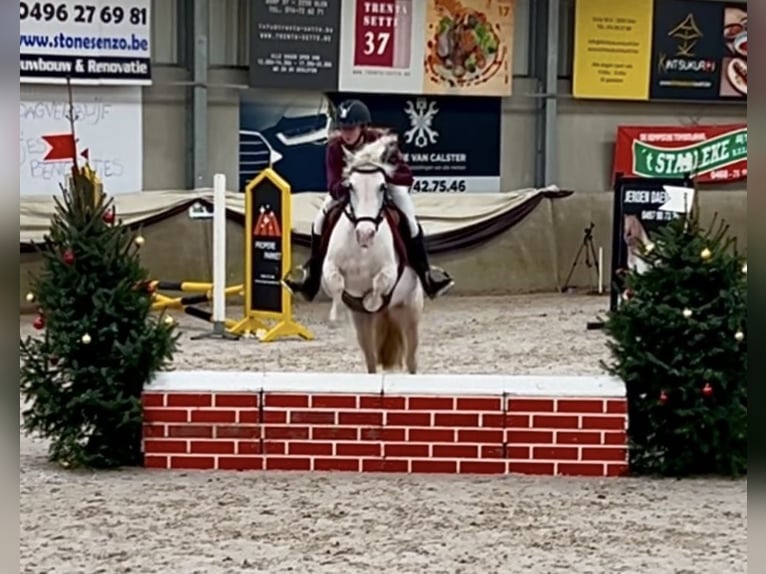 More ponies/small horses Mare 13 years 13,1 hh Gray in Wijchmaal