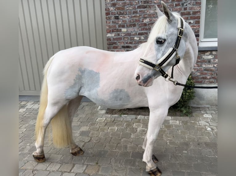 More ponies/small horses Mare 13 years 13,1 hh Gray in Wijchmaal