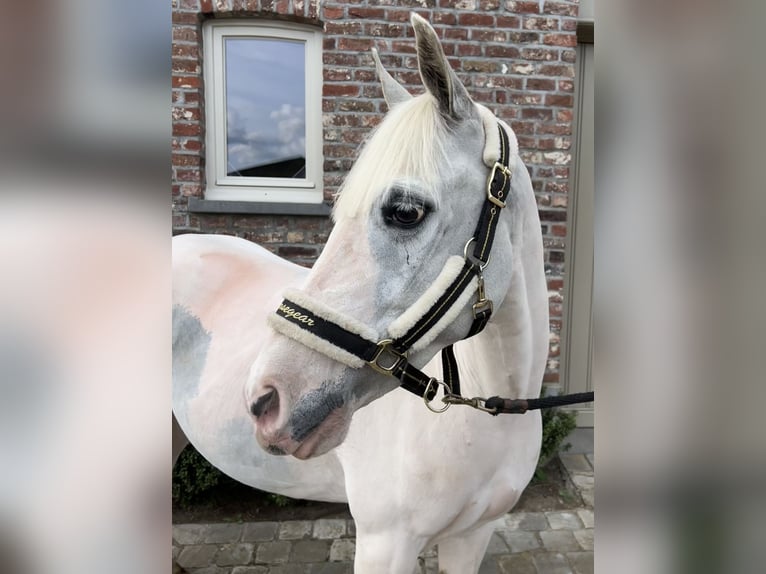 More ponies/small horses Mare 13 years 13,1 hh Gray in Wijchmaal