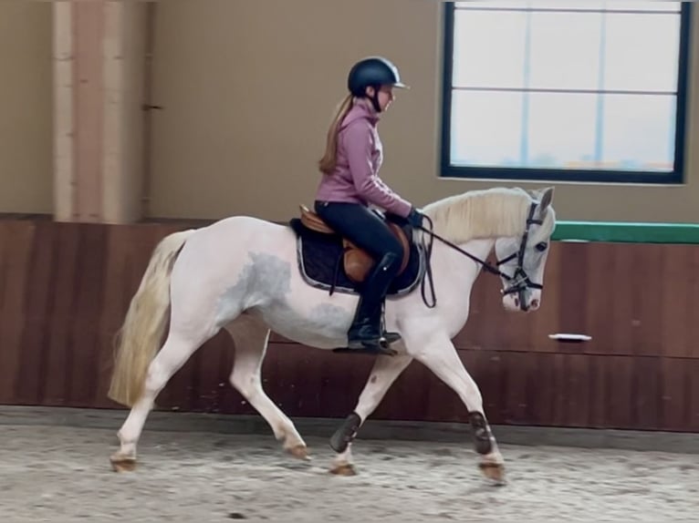 More ponies/small horses Mare 13 years 13,1 hh Gray in Wijchmaal