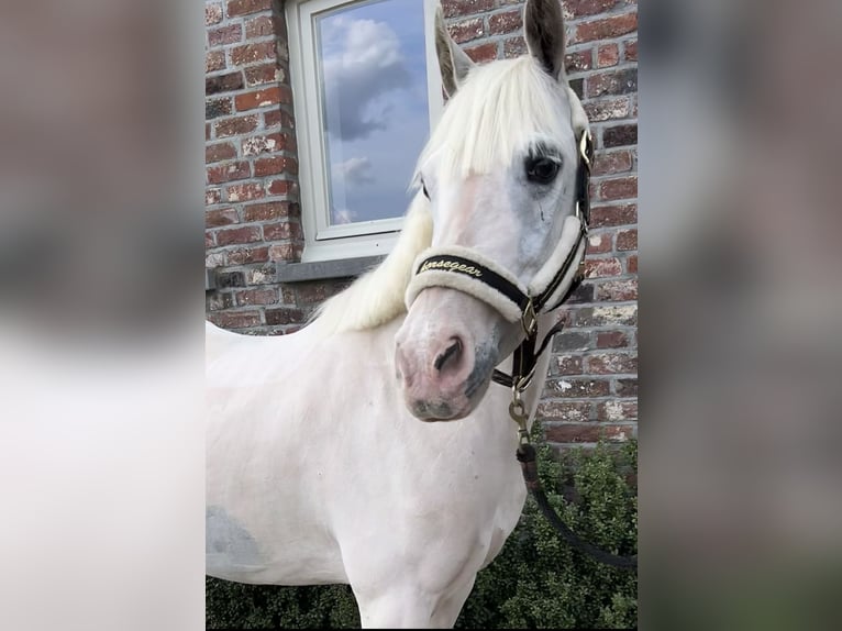 More ponies/small horses Mare 13 years 13,1 hh Gray in Wijchmaal