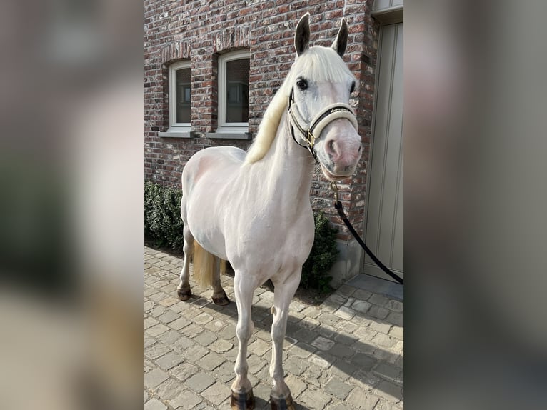 More ponies/small horses Mare 13 years 13,1 hh Gray in Wijchmaal