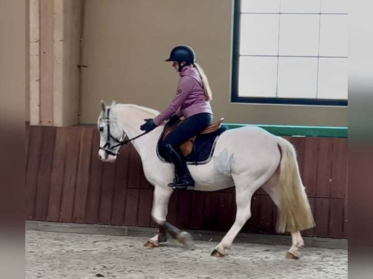 More ponies/small horses Mare 13 years 13,1 hh Gray in Wijchmaal