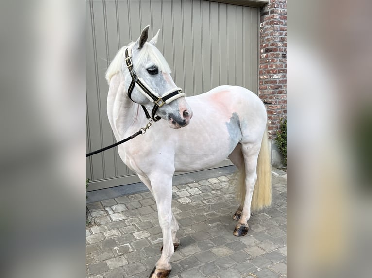 More ponies/small horses Mare 13 years 13,1 hh Gray in Wijchmaal