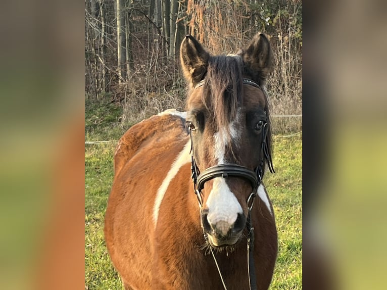 More ponies/small horses Mare 13 years 13,1 hh Pinto in Ursensollen