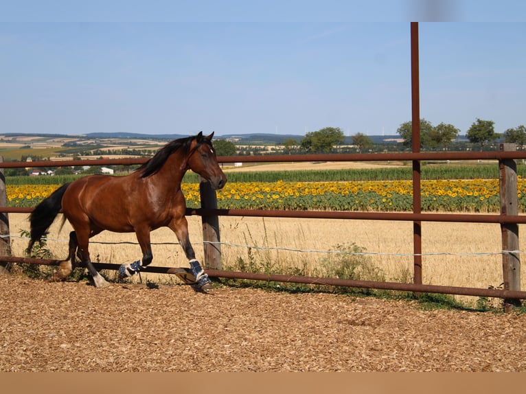 More ponies/small horses Mix Mare 13 years 14.1 hh Brown in Hohenruppersdorf