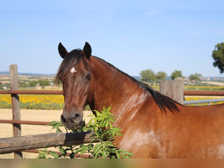 More ponies/small horses Mix Mare 13 years 14.1 hh Brown in Hohenruppersdorf