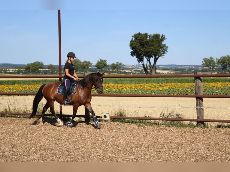More ponies/small horses Mix Mare 13 years 14.1 hh Brown in Hohenruppersdorf