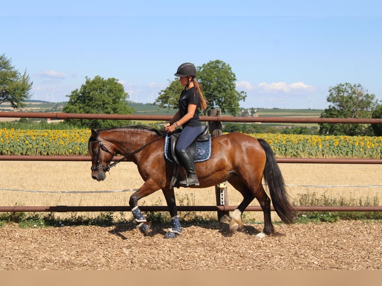 More ponies/small horses Mix Mare 13 years 14.1 hh Brown in Hohenruppersdorf