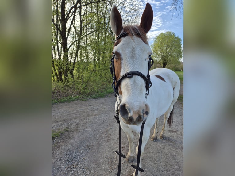 More ponies/small horses Mix Mare 13 years 14.2 hh Pinto in Kürten