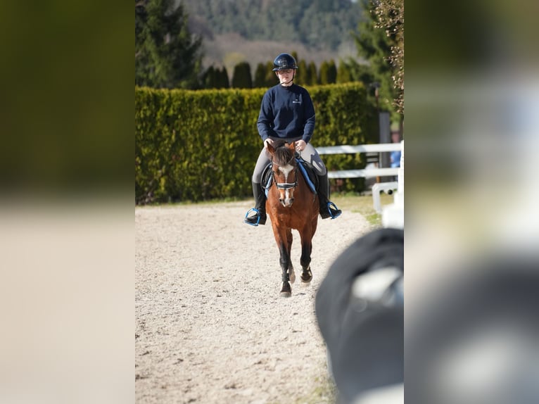 More ponies/small horses Mare 13 years 14 hh Brown in Weilers