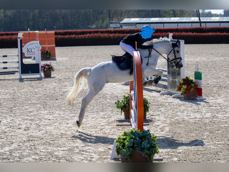 More ponies/small horses Mare 13 years 14 hh Grey-Dapple in San Giovanni In Persiceto
