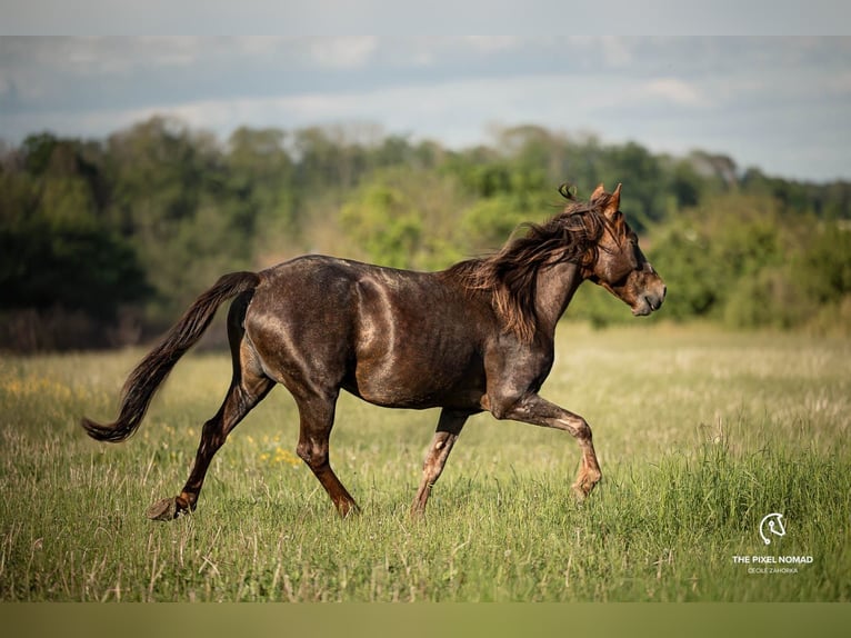 More ponies/small horses Mare 13 years 14,2 hh in Pohlheim